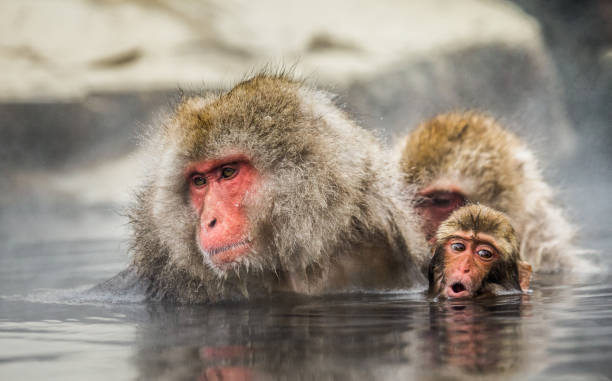 istock Group of Japanese macaques sitting in water in a hot spring. 672810622