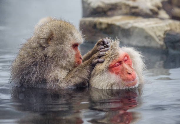 istock Two Japanese macaques sitting in water in a hot spring. 672810624