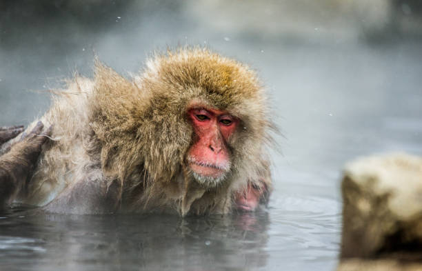 istock Japanese macaque sitting in water in a hot spring. 672810770