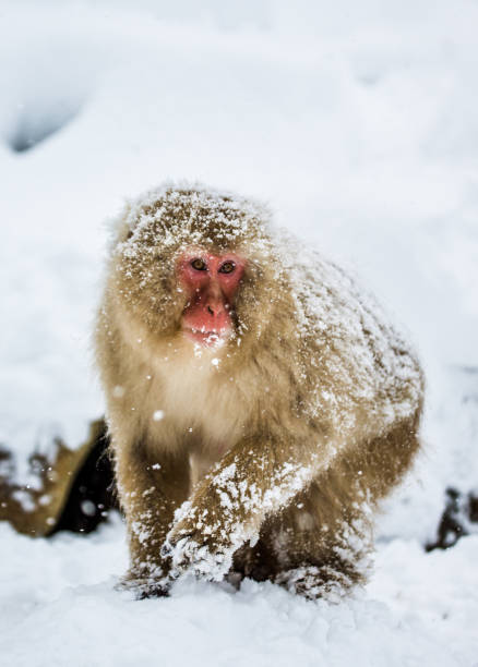 istock Japanese macaque sitting in the snow. 672811046