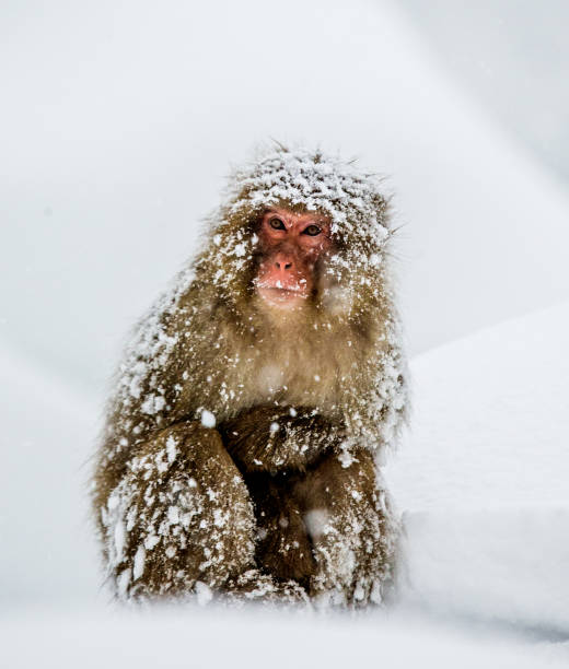 istock Japanese macaque sitting in the snow. 672811114