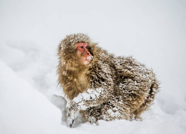 istock Japanese macaque sitting in the snow. 672811118