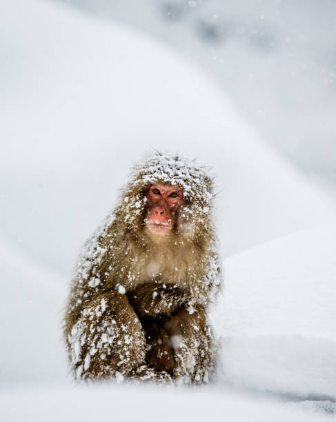 istock Japanese macaque sitting in the snow. 672811392