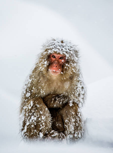 istock Japanese macaque sitting in the snow. 672812328