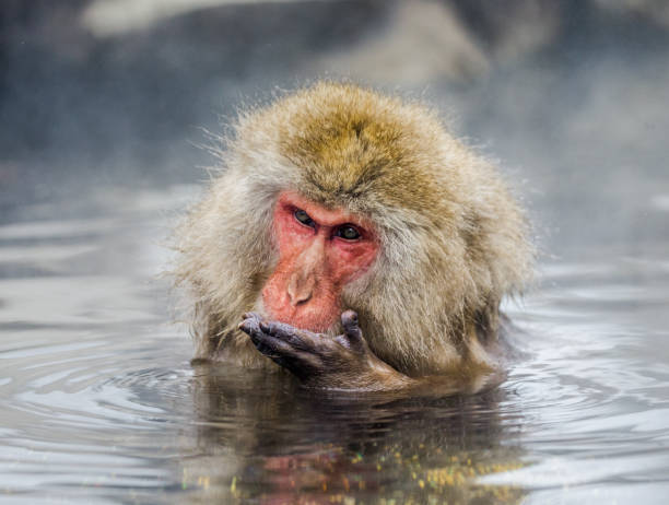 istock Japanese macaque sitting in water in a hot spring. 672813308