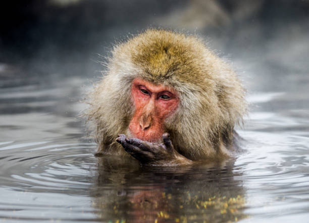 istock Japanese macaque sitting in water in a hot spring. 672813476