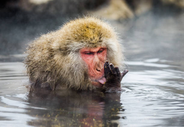 istock Japanese macaque sitting in water in a hot spring. 672813478