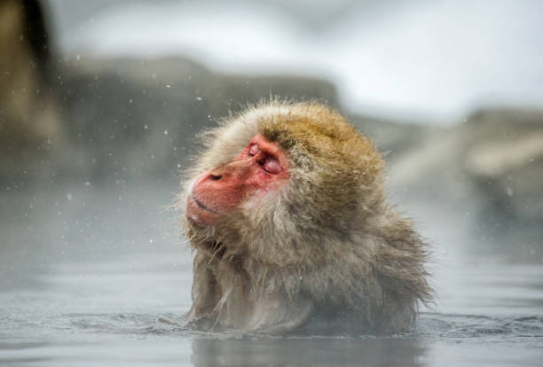 istock Japanese macaque sitting in water in a hot spring. 672813844