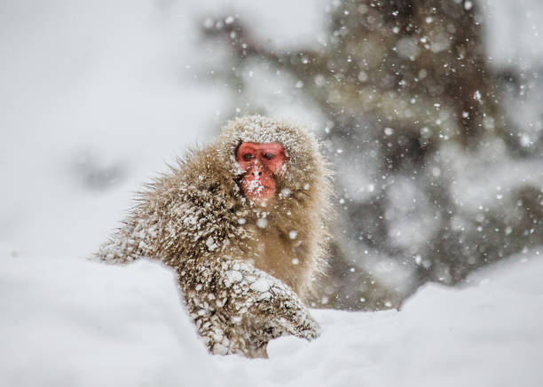 istock Japanese macaque sitting in the snow. 672813880