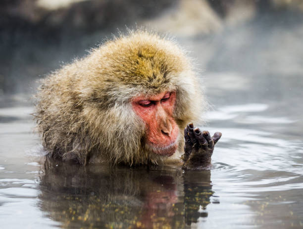 istock Japanese macaque sitting in water in a hot spring. 672814010