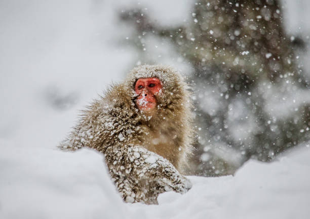 istock Japanese macaque sitting in the snow. 672814098