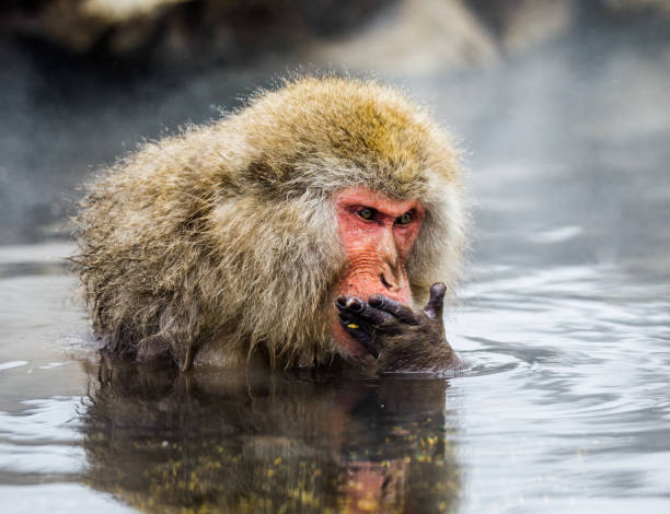 istock Japanese macaque sitting in water in a hot spring. 672814112