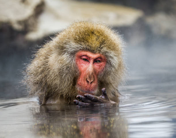 istock Japanese macaque sitting in water in a hot spring. 672814398