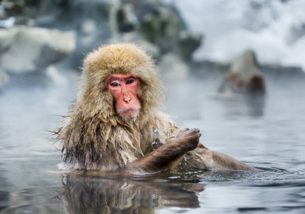 istock Japanese macaque sitting in water in a hot spring. 672816110