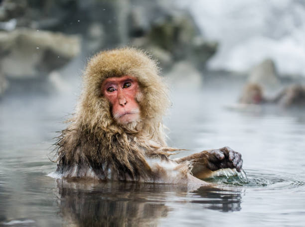 istock Japanese macaque sitting in water in a hot spring. 672816204