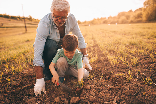 Little boy learning the basics of gardening from his grandfather, on a beautiful sunny day they are spending outdoors in nature