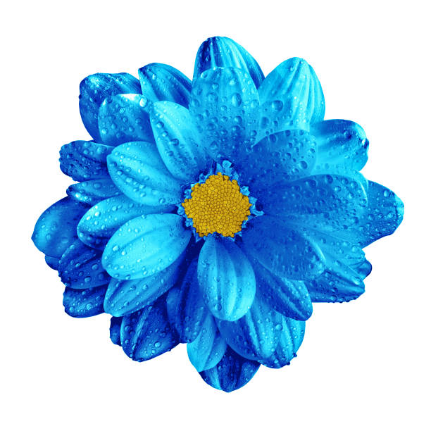 istock Surreal dark chrome blue gerbera flower macro isolated on white 672816532