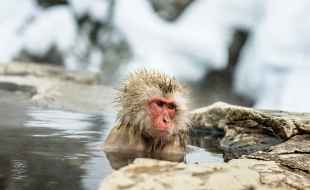 istock Japanese macaque sitting in water in a hot spring. 672818916