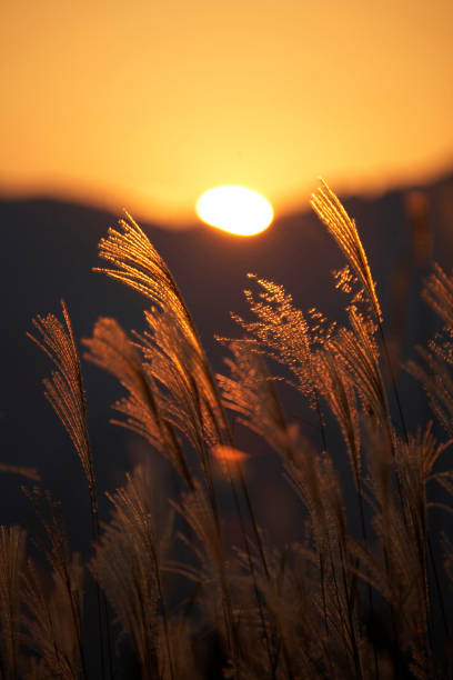 istock Sunset and Japanese pampas grass 672822924