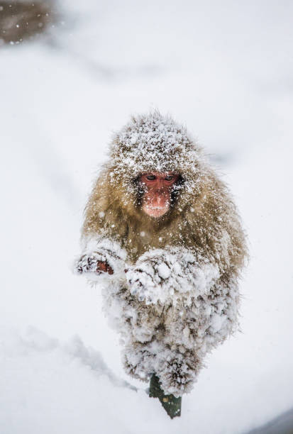 istock Japanese Macaque standing on hind legs in the snow. 672823184