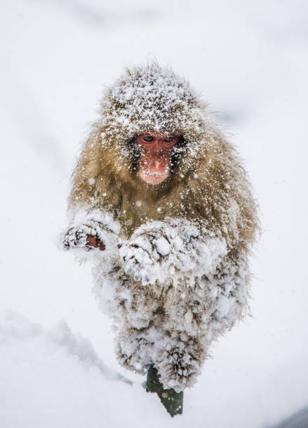 istock Japanese Macaque standing on hind legs in the snow. 672823268
