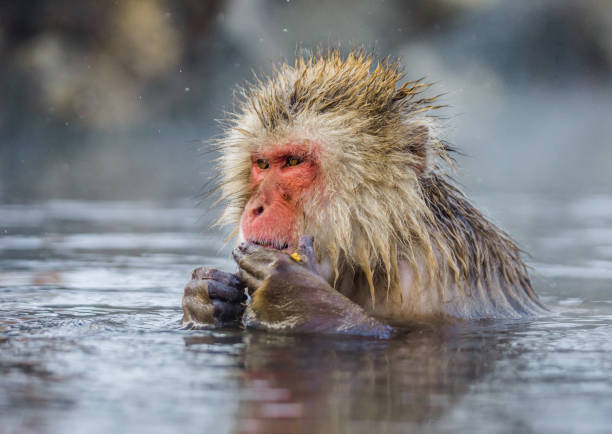 istock Japanese macaque sitting in water in a hot spring. 672823434