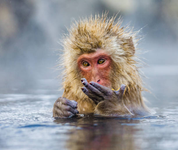istock Japanese macaque sitting in water in a hot spring. 672823490