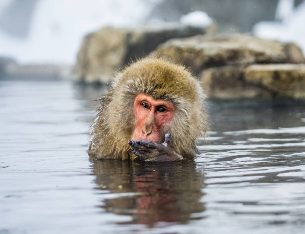 istock Japanese macaque sitting in water in a hot spring. 672823630