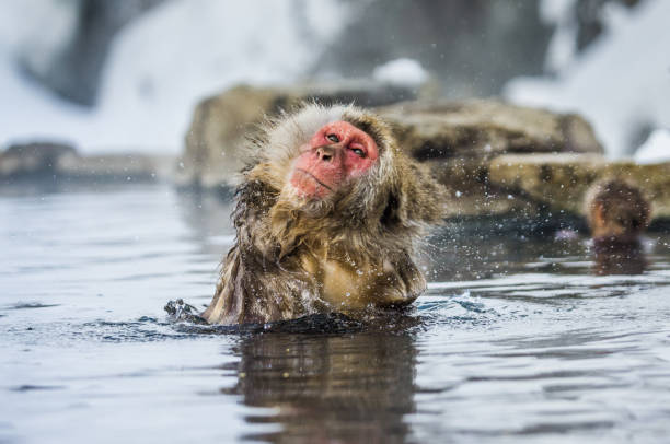 istock Japanese macaque sitting in water in a hot spring. 672823642