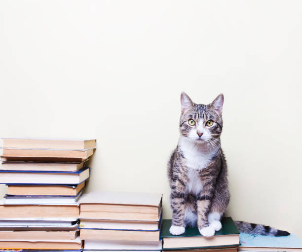 istock Cat sitting on the books 672823950