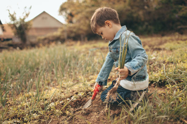istock Little boy gardening 672827292
