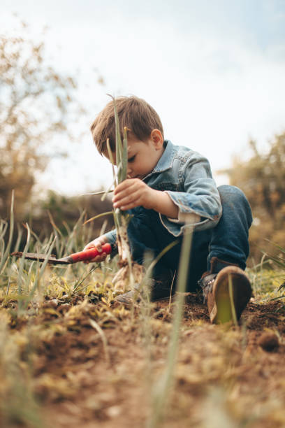 istock Boy in a vegetable garden 672827296