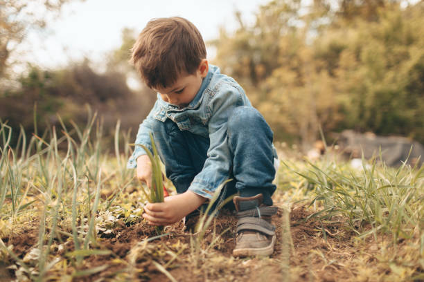 istock Little boy gardening 672827654