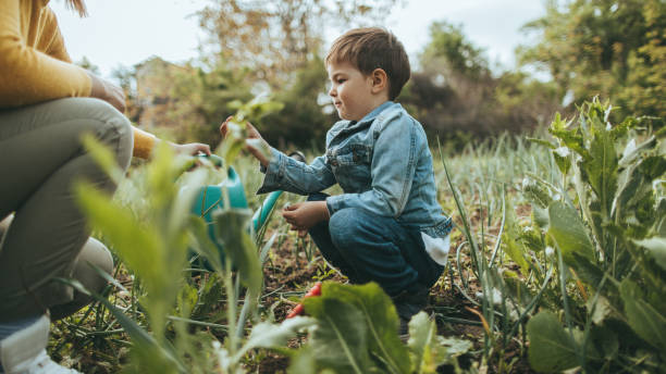 istock Little boy in vegetable garden 672828366
