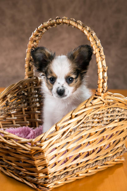 istock Pupilion puppy in a wicker basket 672831052
