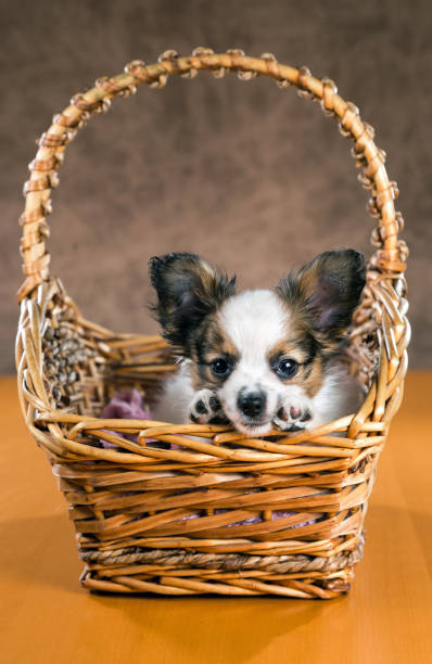 istock Pupilion puppy in a wicker basket 672831136