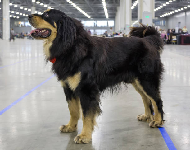 istock Buryat-Mongolian Wolfhound Also Known As Hotosho 672831346