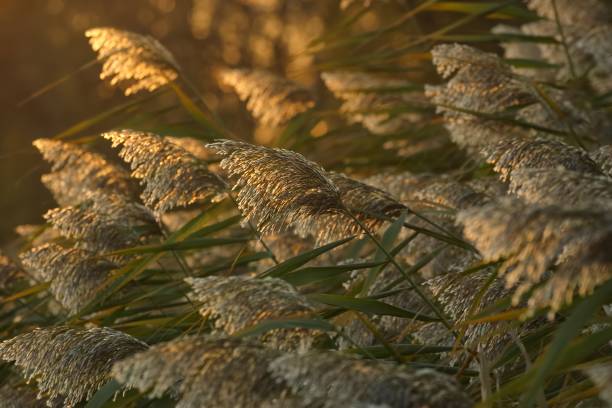istock Phragmites, or common reed (phragmites communis) in the sunset light 672831414