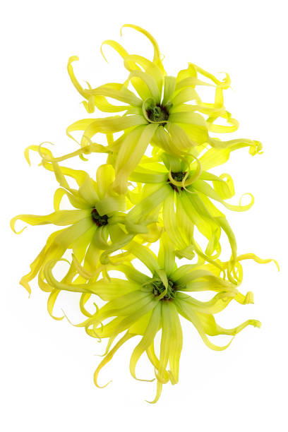 istock Cananga odorata isolated on white background,Magnolia,yellow spring flower 672832334