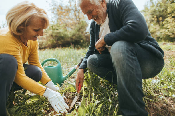 istock Senior couple gardening together 672836896