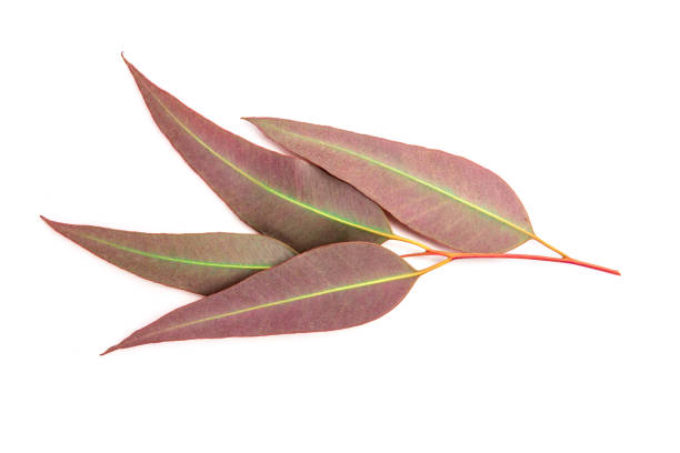 istock close up Eucalyptus leaves on white background 672837094