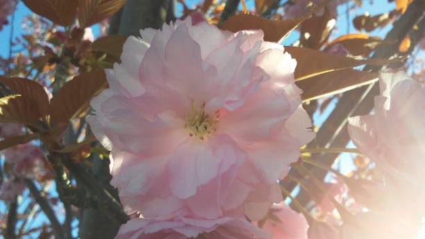Prunus Serrulata (Japanese Cherry) Tree Blossoming in Bright Sunlight during Sunrise on Sunday in Spring at Liberty State Park in Jersey City, NJ.