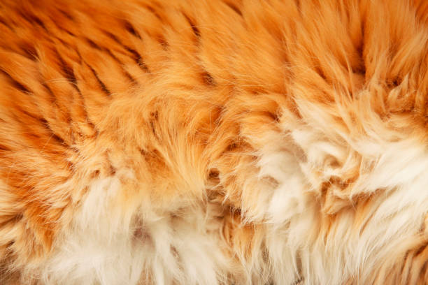 istock fluffy fur ginger cat close up 672837806