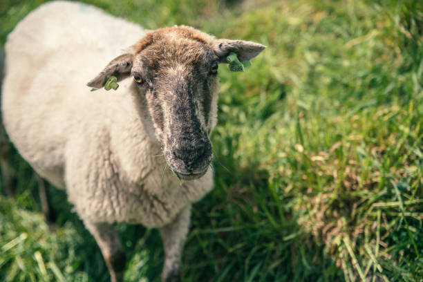 istock Close-up of a cute little sheep 672840966