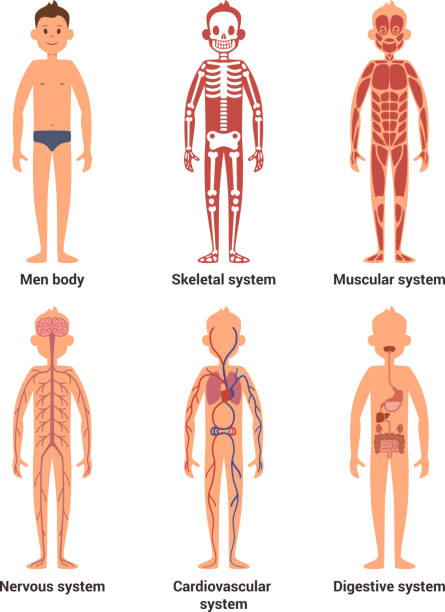 stockillustraties, clipart, cartoons en iconen met de anatomie van het lichaam van mannen. zenuwen en gespierde systemen, hart en andere organen. vector illustratie set - neurology child
