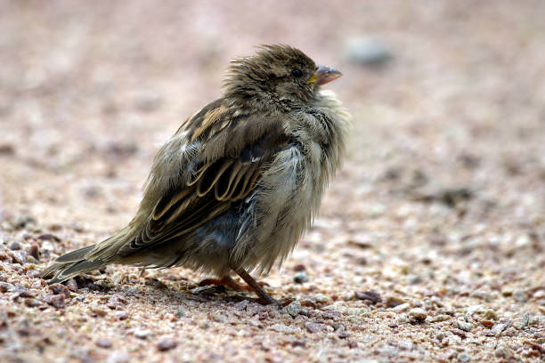 istock Closeup of a sparrow 672847206