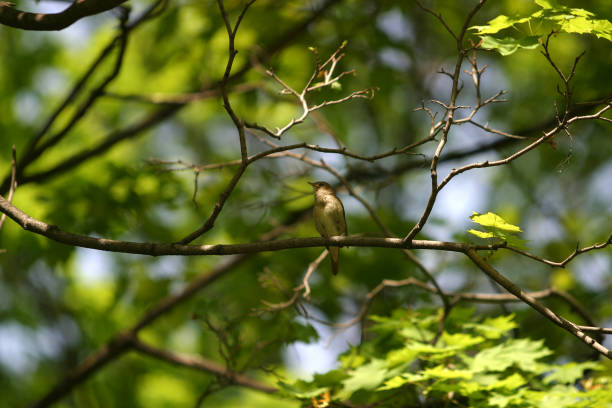 istock nightingale sits on a branch of a tree with dismissed leaves 672847340