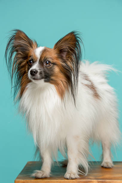 istock Studio portrait of a small yawning puppy Papillon 672847546