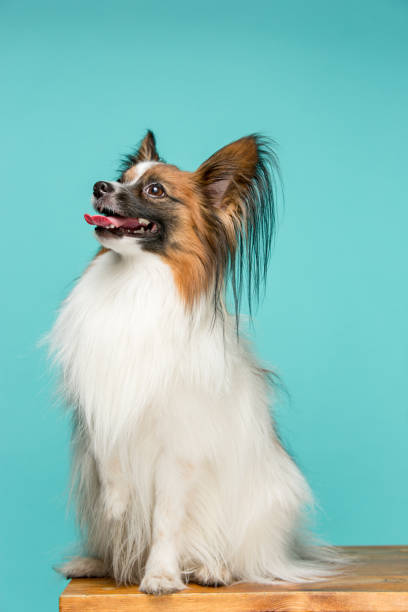 istock Studio portrait of a small yawning puppy Papillon 672847598