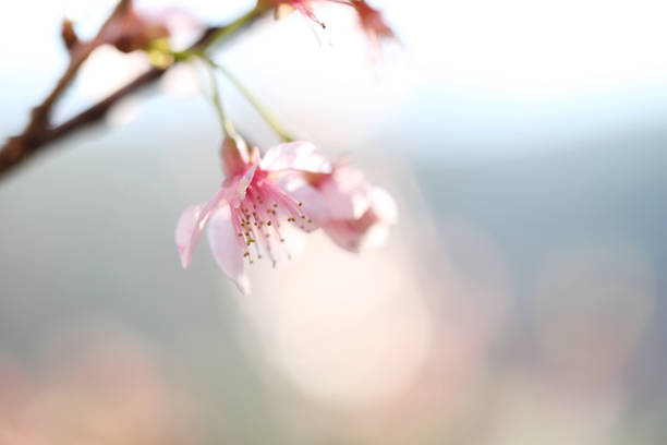 istock cherry blossoms , sakura flower in close up 672852402